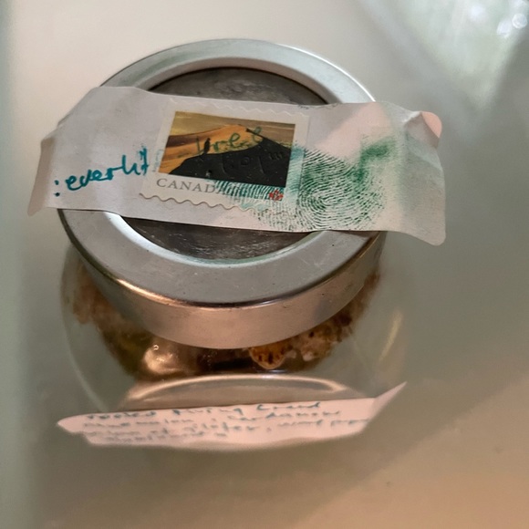 everlife-free.hojma rooted living brand - Picture 7 of 8